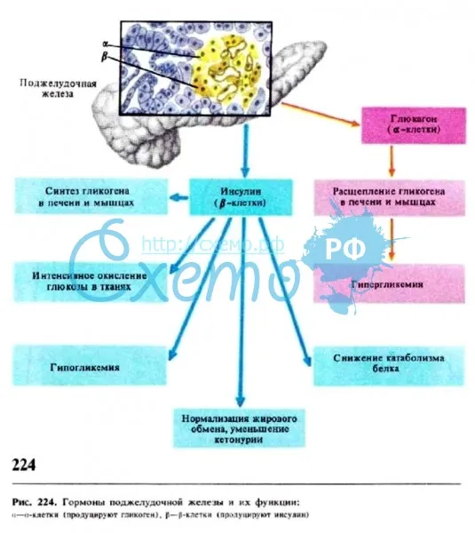 Гормоны поджелудочной железы и их функции (глюкагон, инсулин)