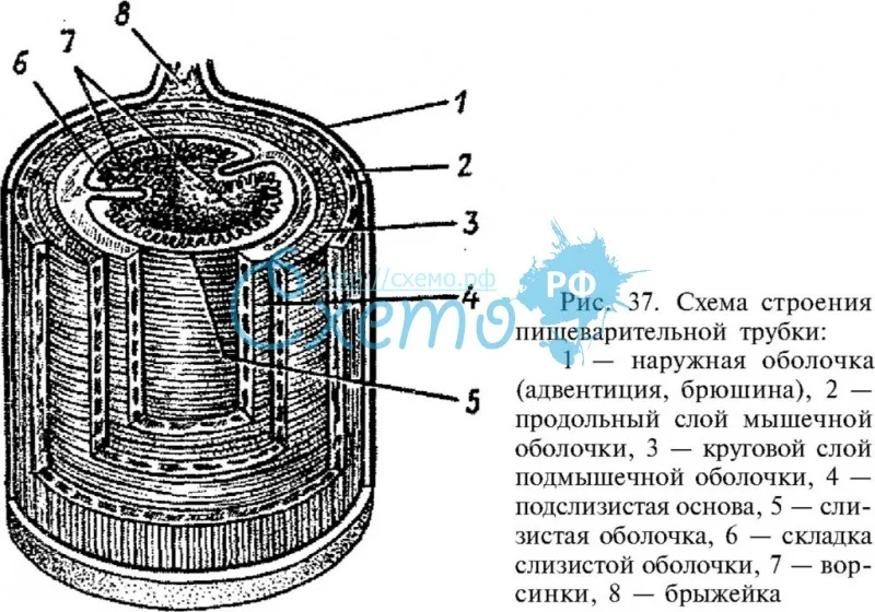 Схема строения пищеварительной трубки