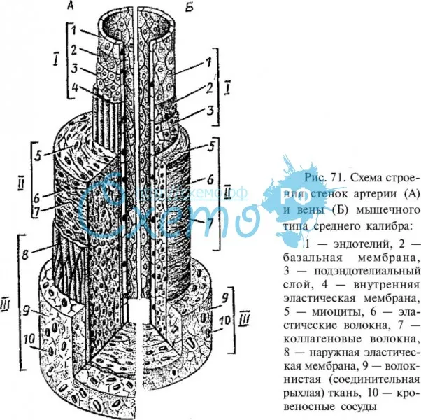 Схема строения стенок артерии (А) и вены (Б)