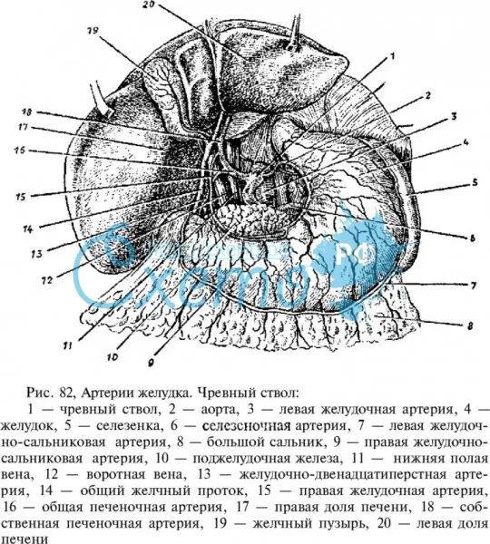 Артерии желудка. Чревный ствол