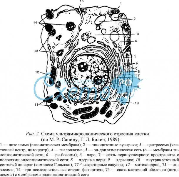 Схема ультрамикроскопического строения клетки