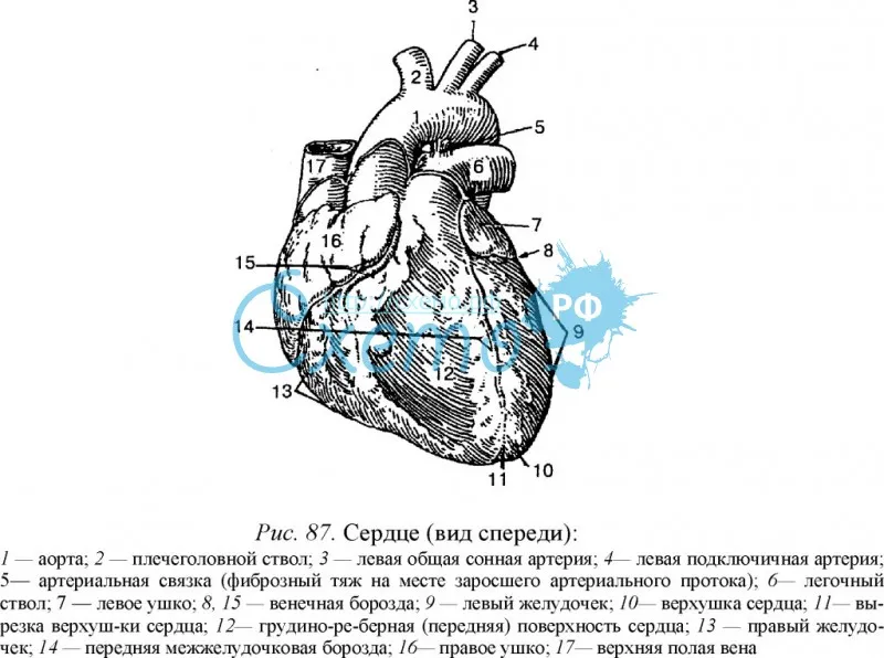 Сердце (вид спереди)