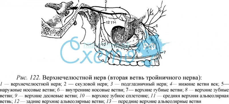 Верхнечелюстной нерв (вторая ветвь тройничного нерва)