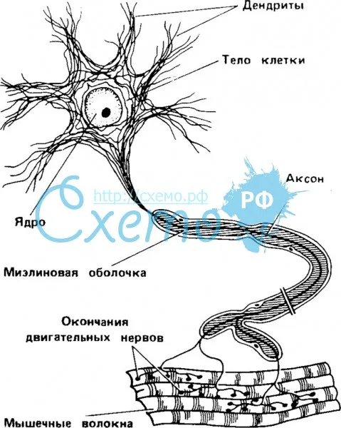 Нервная клетка (нейрон)