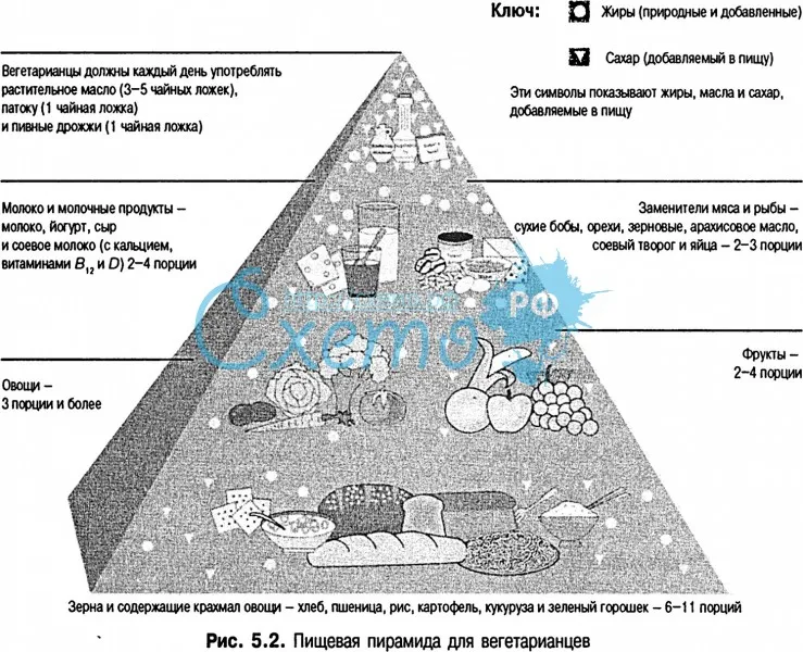 Пищевая пирамида для ветератианцев (вегетарианство)