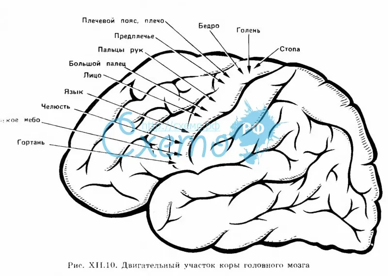 Двигательный участок коры головного мозга