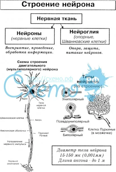 Строение нейрона
