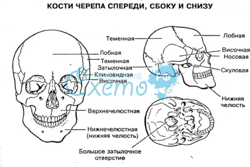 Кости черепа