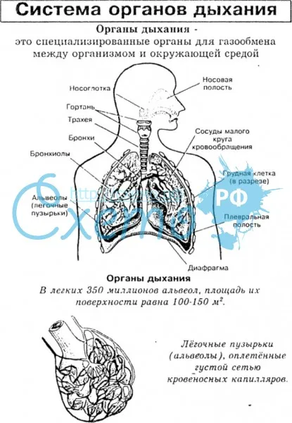 Система органов дыхания