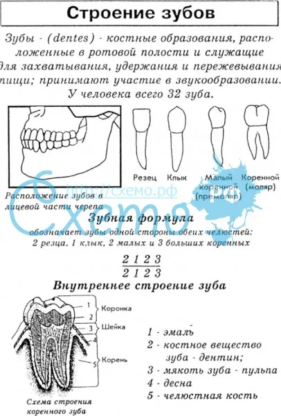 Строение зубов (зубная формула)