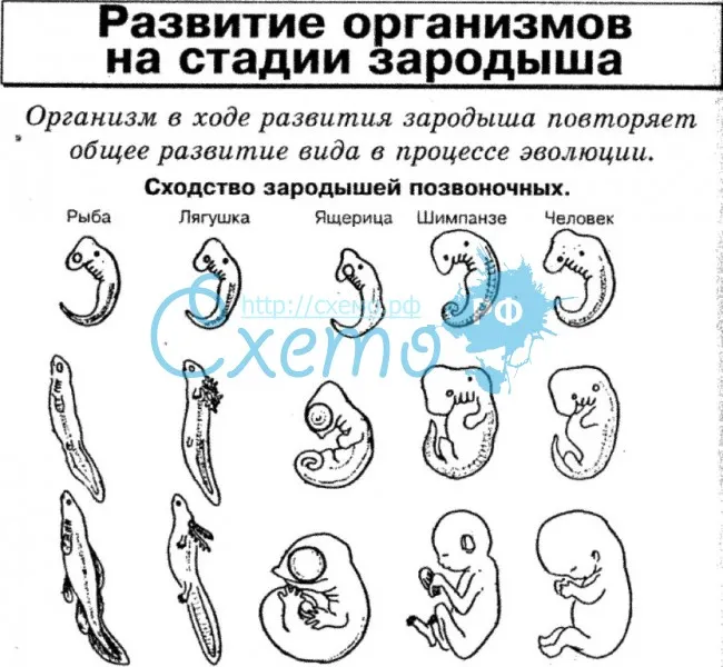 Развитие организмов на стадии зародыша