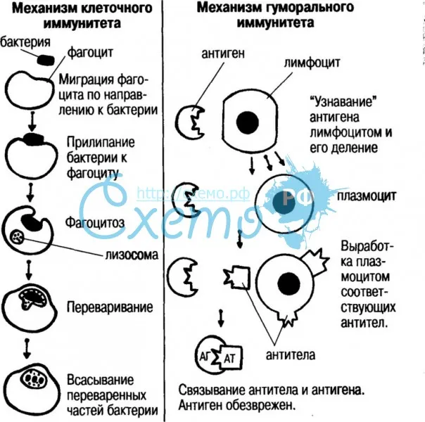 Механизм клеточного и гуморального иммунитета