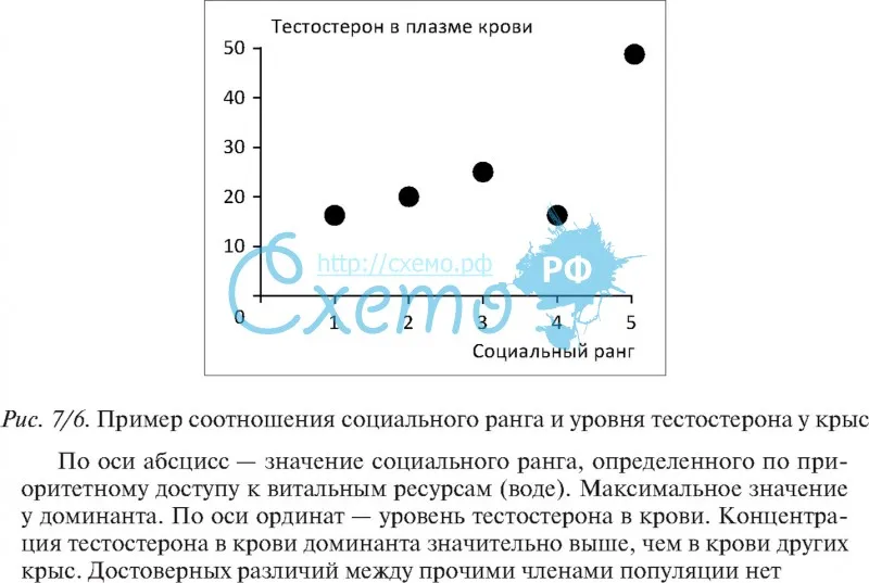 Пример соотношения социального ранга и уровня тестостерона у крыс
