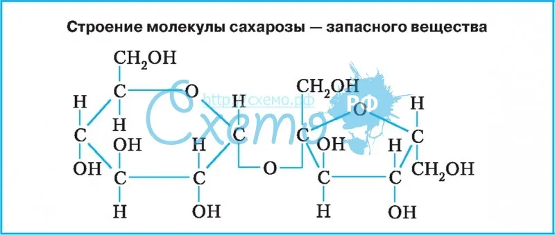 Строение молекулы сахарозы