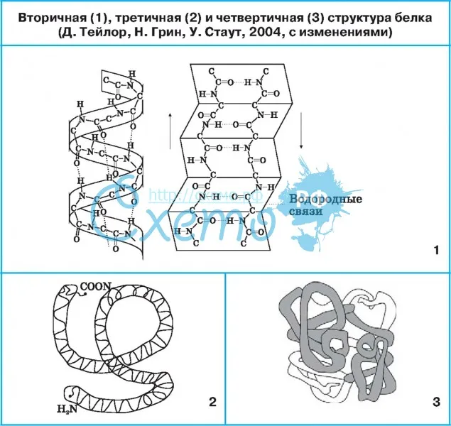 Вторичная (1), третичная (2) и четвертичная (3) структура белка (Д. Тейлор, Н. Грин, У. Стаут)