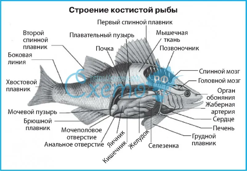 Строение костистой рыбы