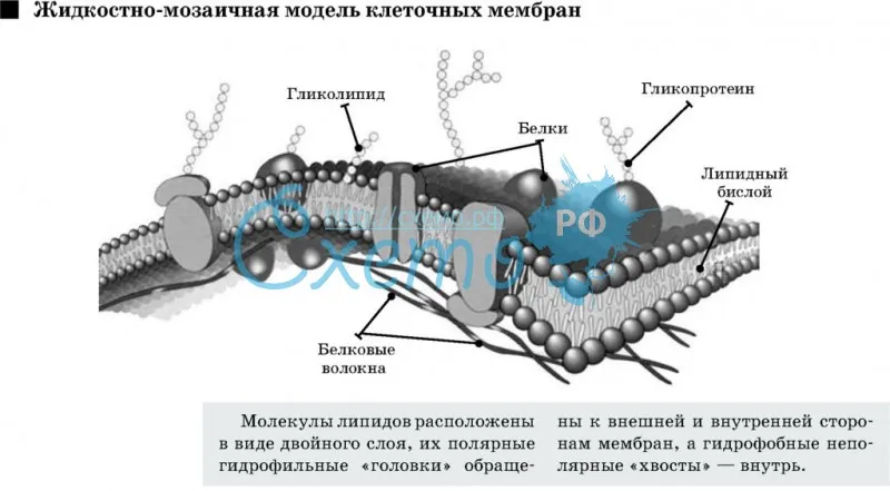 Жидкостно-мозаичная модель клеточных мембран