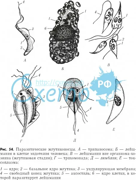 Паразитические жгутиконосцы (трипаносомоз, лейшманиоз, трихомоноз, лямблиоз)