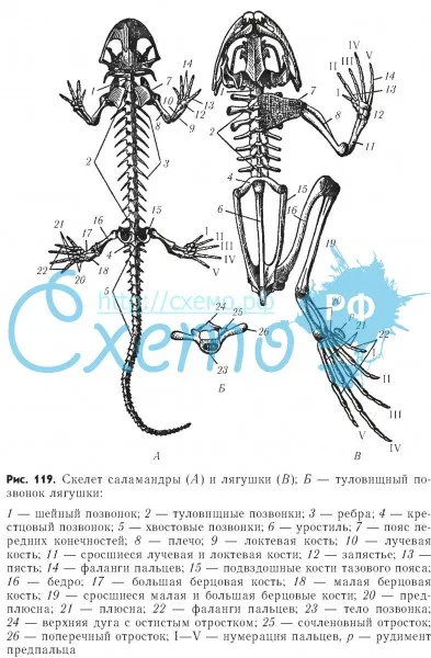 Скелет саламандры и лягушки