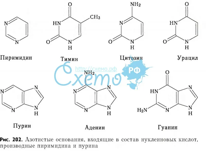 Азотисые основания, входящие в состав нуклеиновых кислот, производные пиримидина и пурина