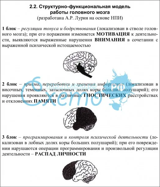 Структурно-функциональная модель работы головного мозга