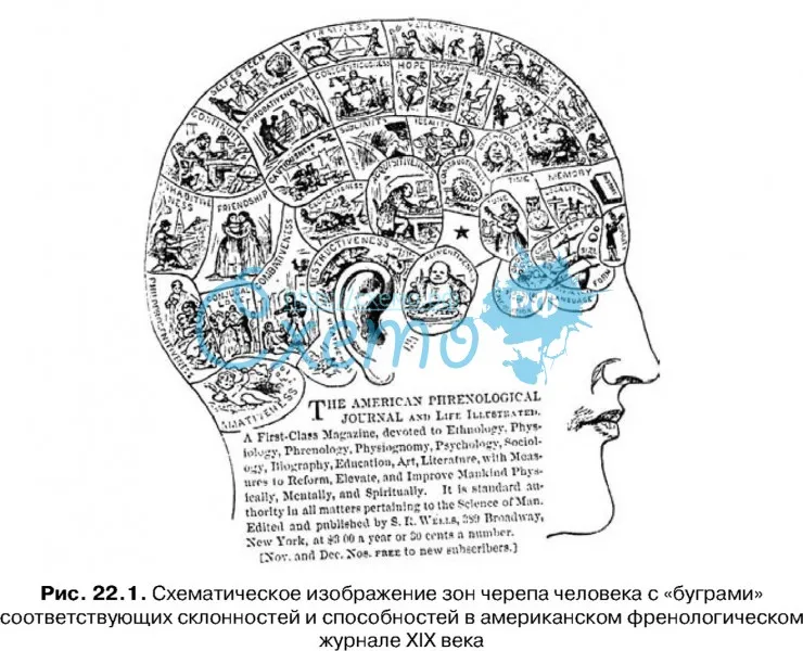 Схематическое изображение зон черепа человека с «буграми» соответствующих склонностей и способностей