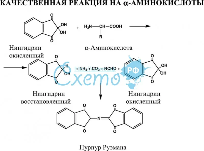 Качественная реакция на альфа-аминокислоты