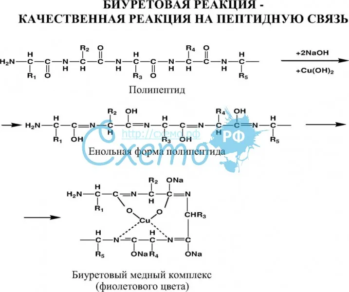Биуретовая реакция-качественная реакция на пептидную связь