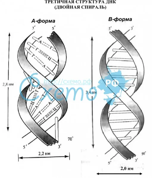 Третичная структура ДНК (двойная спираль)