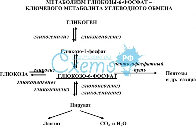 Метаболизм глюкозы-6-фосфат – ключевого метаболита углеводного обмена