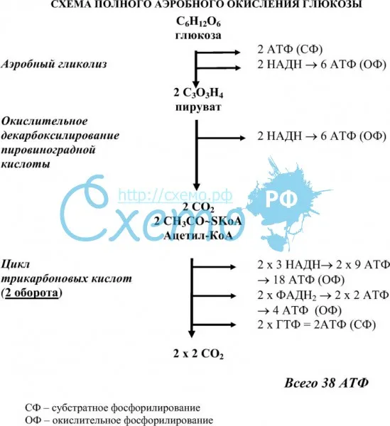 Схема полного аэробного окисления глюкозы