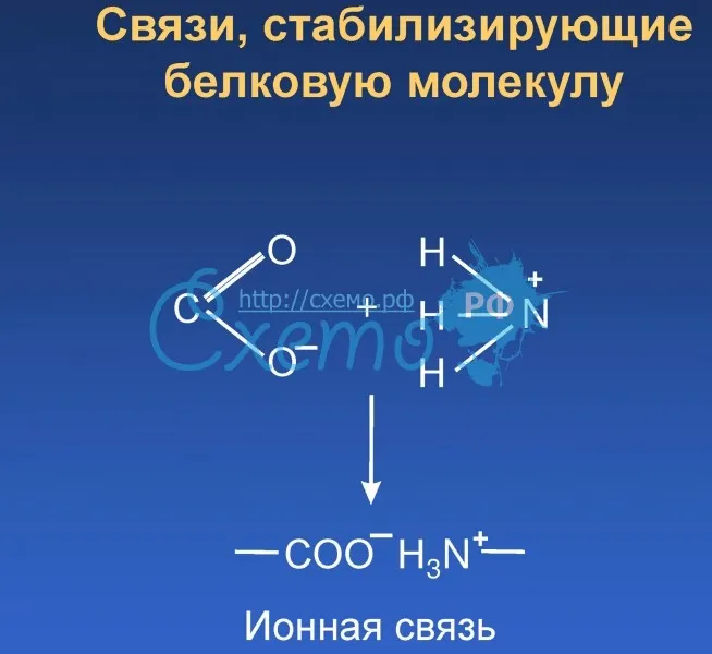 Связи, стабилизирующие белковую молекулу (ионная связь)