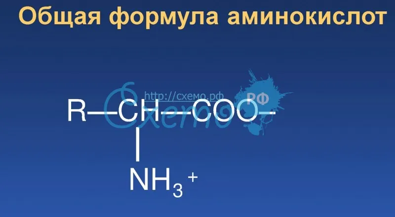 Общая формула аминокислот
