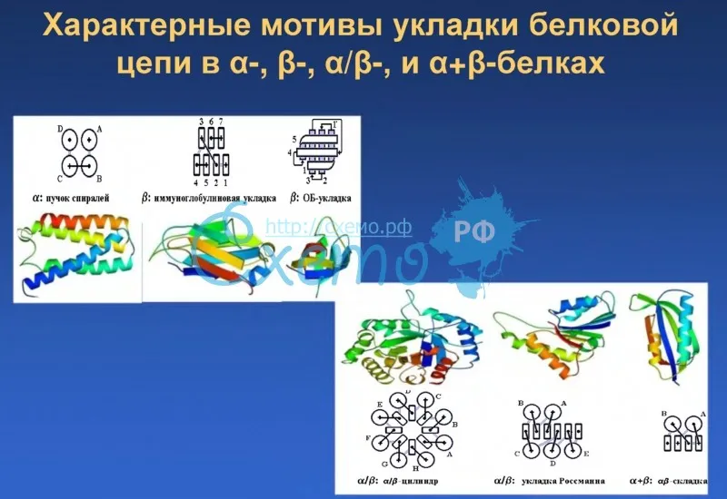 Характерные мотивы укладки белковой цепи в конкретных белках