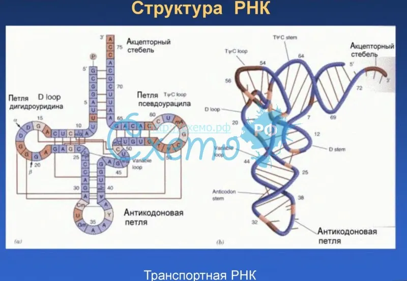 Структура РНК