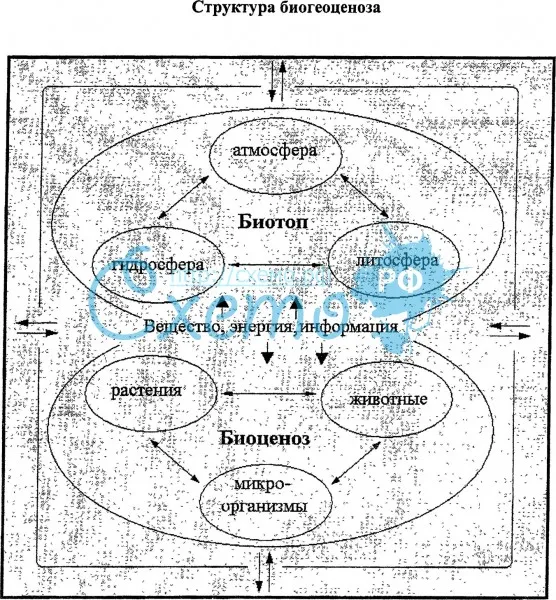 Основные структурные компоненты биогеоценоза. Биогеоценоз и его структура. Функциональная структура биогеоценоза. 1 Биогеоценоз и его структуры. Схема биогеоценоза с пояснением.