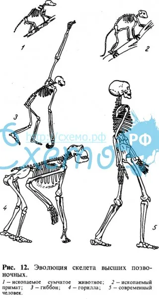 Эволюция скелета высших позвоночных