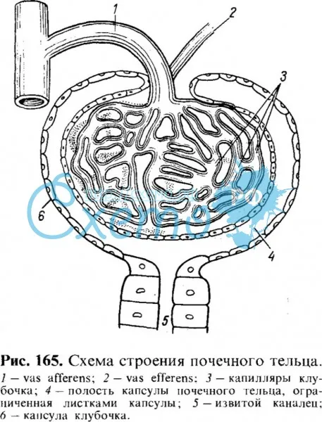 Схема строения почечного тельца