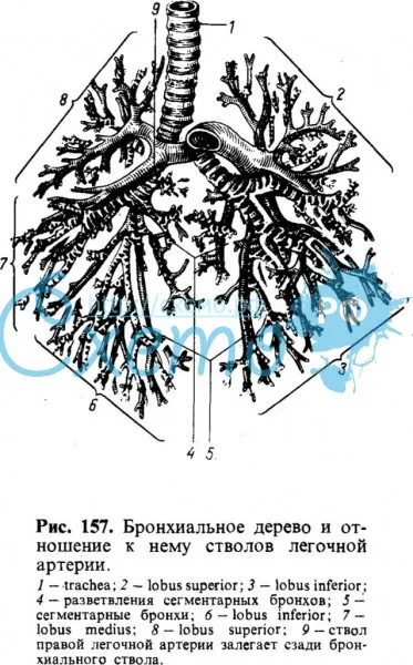Бронхиальное дерево (полусхематично)