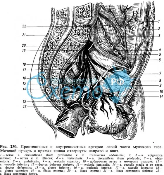 Пристеночные и внутренностные артерии левой части мужского таза