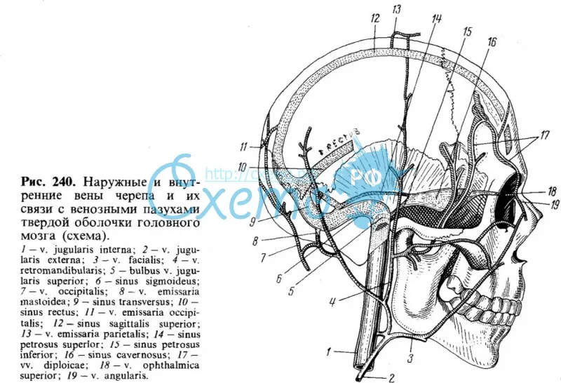 Наружные и внутренние вены черепа и их связи с венозными пазухами твердой оболочки головного мозга