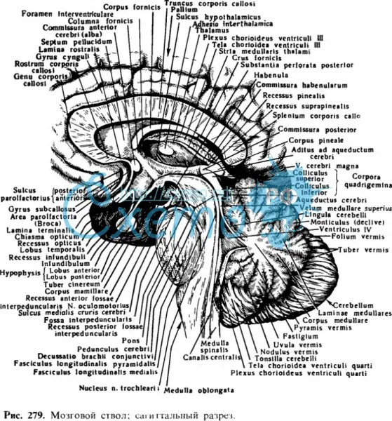 Мозговой ствол; сагиттальный разрез