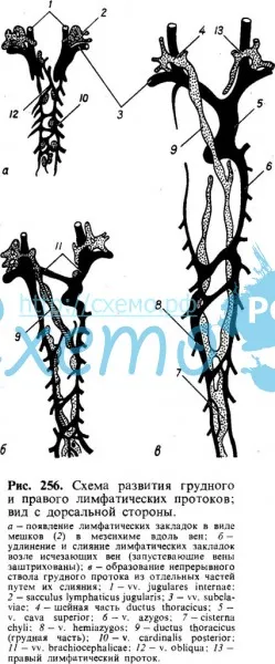 Схема развития грудного и правого лимфатических протоков