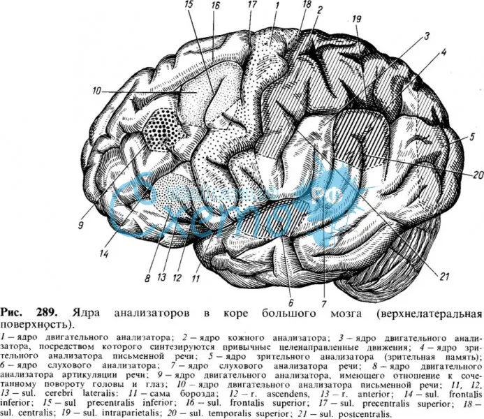 Ядра анализаторов в коре большого мозга (верхнелатеральная поверхность)