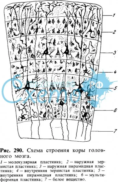 Схема строения коры головного мозга