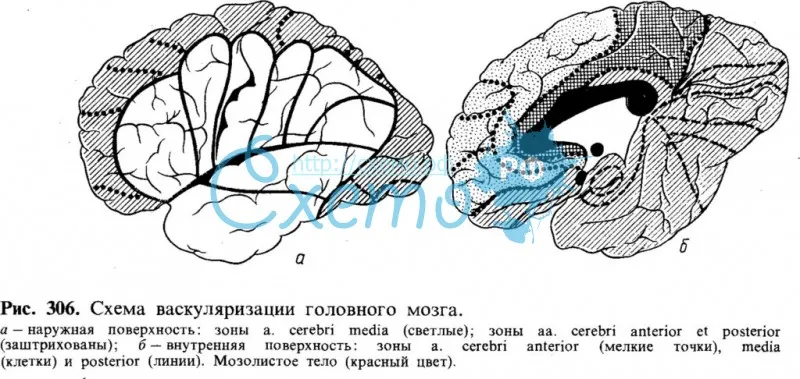 Схема васкуляризации головного мозга