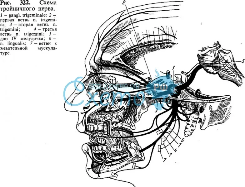 Схема тройничного нерва
