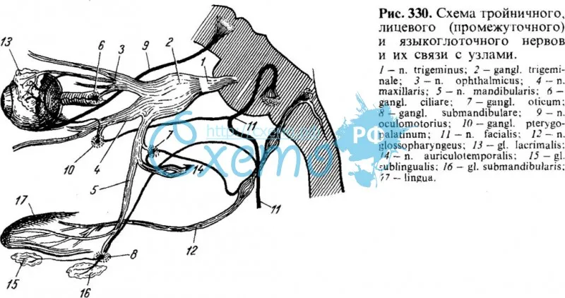 Схема тройничного, лицевого (промежуточного) и языкоглоточного нервов и их связи с узлами