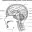 Среднесагиттальный разрез головы человека схема таблица