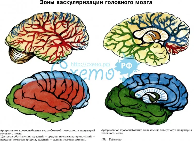 Зоны васкуляризации головного мозга